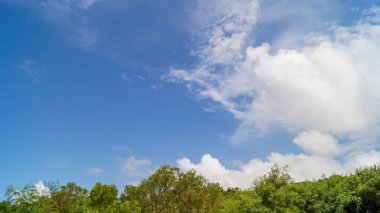 Bir sıra ağaç ve mavi gökyüzü olan kırsal bir manzara. Doğa sahnesi.
