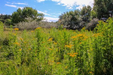 Kırsalda yaygın bir karahindiba. Yeşil çimenli sarı yabani çiçekler. Doğa ve manzara.