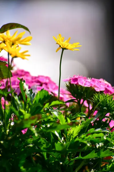 Bahçedeki sarı papatyalı Euryops pectinatus 'a yakın çekim. Doğa ve manzara.