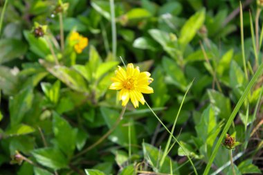 Asteraceae familyasının Heliantheae kabilesinde yetişen sarı kır çiçeği wedelia 'nın yakın çekimi. Çiçek ve doğa..