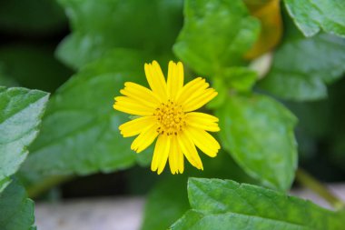 Asteraceae familyasının Heliantheae kabilesinde yetişen sarı kır çiçeği wedelia 'nın yakın çekimi. Çiçek ve doğa..