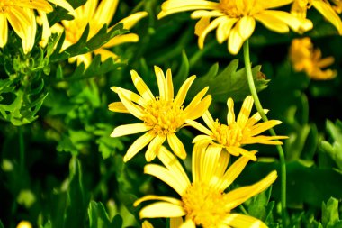 Bahçedeki sarı papatyalı Euryops pectinatus 'a yakın çekim. Doğa ve manzara.