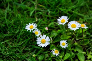 Bahçedeki sıradan papatyaların yakın çekimi. Kırsal kesimde beyaz papatya. Kırsal ve doğa sahnesi.