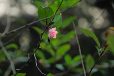 Arkaplanı bulanık olan ağaçta pembe erik çiçeği. Erik çiçeği. Meihua olarak da bilinir. Kışın Çin 'de yabani erik çiçeği. Kırsal ve doğa sahnesi.