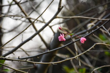 Arkaplanı bulanık olan ağaçta pembe erik çiçeği. Erik çiçeği. Meihua olarak da bilinir. Kışın Çin 'de yabani erik çiçeği. Kırsal ve doğa sahnesi.