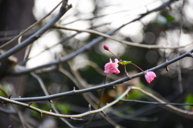 Arkaplanı bulanık olan ağaçta pembe erik çiçeği. Erik çiçeği. Meihua olarak da bilinir. Kışın Çin 'de yabani erik çiçeği. Kırsal ve doğa sahnesi.