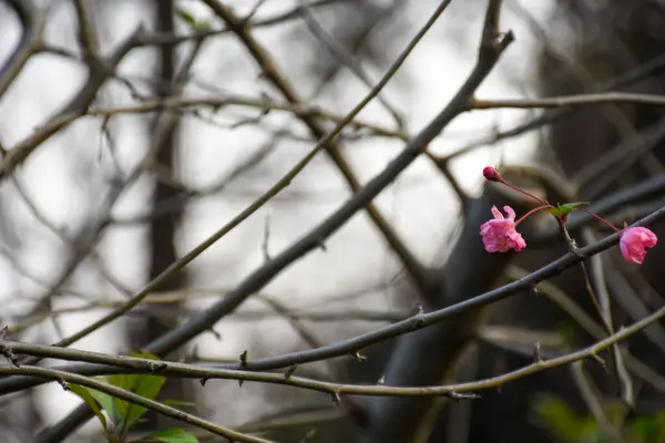 Pink plum blossom on the tree with the blurred background. Plum blossom, which is known as the meihua. Wild plum blossom in China in winter. Rural and nature scene.