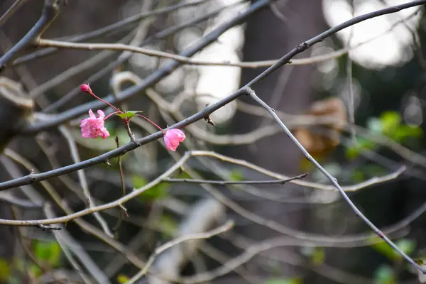 Pink plum blossom on the tree with the blurred background. Plum blossom, which is known as the meihua. Wild plum blossom in China in winter. Rural and nature scene.