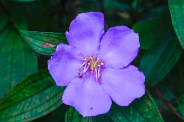 Melastoma, Melastoma malabathricum, yeşil yapraklı.