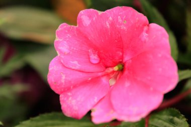 Pembe impatitenlerin yakın çekimi, bulanık geçmişi olan meşgul Lizzie.