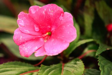 Pembe impatitenlerin yakın çekimi, bulanık geçmişi olan meşgul Lizzie.