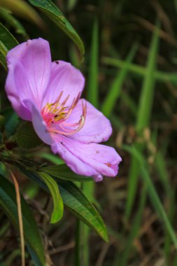 Melastoma, Melastoma malabathricum, yeşil yapraklı.