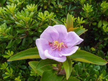 Melastoma, Melastoma malabathricum, yeşil yapraklı.