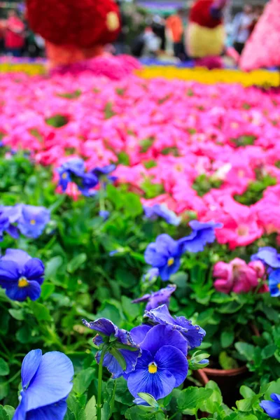 The close-up of the stunning floral sea of pink and blue flowers.