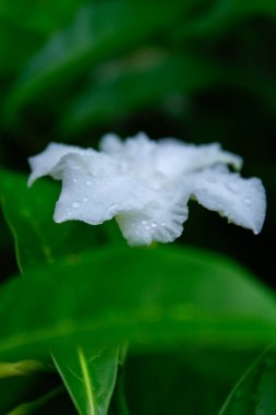 Bahçede su damlaları olan beyaz çiçeğe yakın plan. Yeşil yapraklı beyaz yasemin. Doğa ve çiçek.