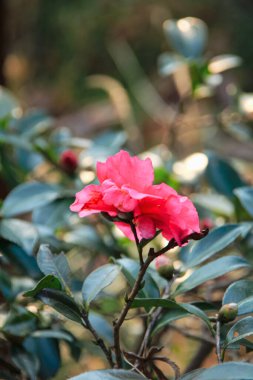 Bahçedeki Hibiscus rosa-sinensis 'in yan görüntüsü. Kırsal kesimde kırmızı yabani çiçek. Çiçek ve bitki.