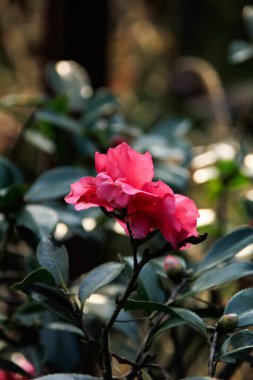 Bahçedeki Hibiscus rosa-sinensis 'in yan görüntüsü. Kırsal kesimde kırmızı yabani çiçek. Çiçek ve bitki.