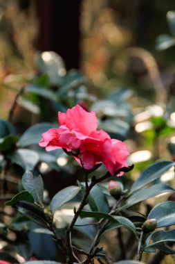 Bahçedeki Hibiscus rosa-sinensis 'in yan görüntüsü. Kırsal kesimde kırmızı yabani çiçek. Çiçek ve bitki.
