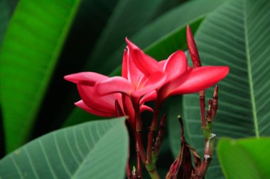 Kırsal kesimdeki kırmızı frangipani 'ye yakın çekim. Bahçede yabani kırmızı çiçekler. Çiçek ve bitki.