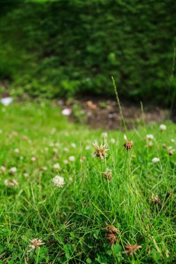 Gündüz vakti tarladaki beyaz yonca çiçeklerinin yakın çekimi. Çiçek ve bitki.