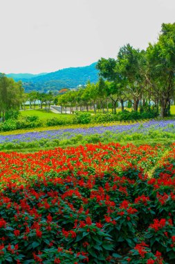 Halk parkındaki güzel çiçek bahçesi. Arka plan için gündüz vakti renkli çiçek tarhı. İlkbaharda doğal arkaplan