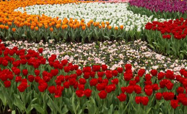 Bahçedeki güllerin yakın çekimi. Bahçede kırmızı güller. Doğa ve çiçek sahnesi.