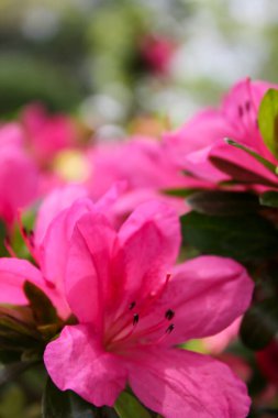 Bahçedeki Rhododendron Simsii 'nin yakın çekimi. Kırsal kesimde kırmızı yabani çiçekler. Çiçek ve bitki.