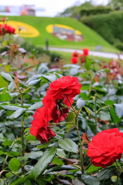 Close-up of the roses in the garden. Red roses in the garden. Nature and flower scene.