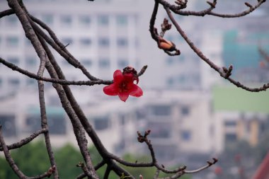 Açık havada bulutlu bir günde Cotton Tree (Bombax ceiba) manzarası. Ağaçtaki kırmızı çiçekler. Çiçek ve bitki.