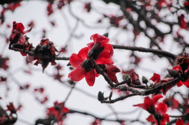 Açık havada bulutlu bir günde Cotton Tree (Bombax ceiba) manzarası. Ağaçtaki kırmızı çiçekler. Çiçek ve bitki.