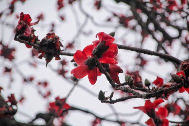 Açık havada bulutlu bir günde Cotton Tree (Bombax ceiba) manzarası. Ağaçtaki kırmızı çiçekler. Çiçek ve bitki.