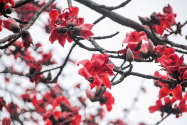 Açık havada bulutlu bir günde Cotton Tree (Bombax ceiba) manzarası. Ağaçtaki kırmızı çiçekler. Çiçek ve bitki.