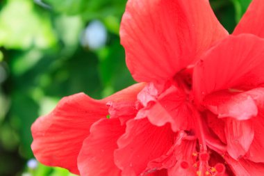 Kırsalda kırmızı amberçiçeği, Hibiscus rosa-sinensis. Kırsalda kırmızı yabani çiçekler. Çiçek ve bitki 