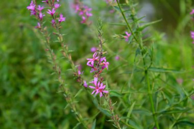 Lythrum virgatum kırsal alanda yabani otlarla birlikte. Kırsalda mor yabani çiçekler. Çiçek ve bitki.