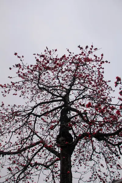 The view of Cotton Tree (Bombax ceiba) in the outdoors in cloudy day. Red flowers on the tree. Flower and plant.