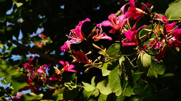 Hong Kong Orkide Ağacı güneş ışığıyla dolup taşıyor. Hong Kong Orkide çiçekleri. Çiçek ve bitkiler.