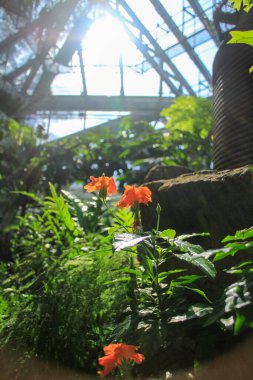 Serada arka ışıklandırmalı portakal çiçeklerinin düşük açılı görüntüsü. Bahçede portakal çiçekleri. Çiçek ve bitki.