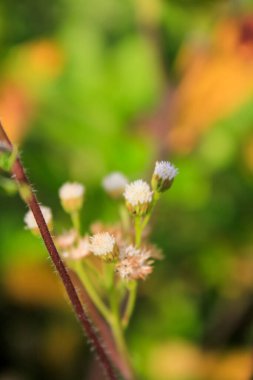 Kırsal kesimde Ageratum conyzoides 'e yakın çekim. Kırsalda yabani çiçekler. Çiçek ve bitki.