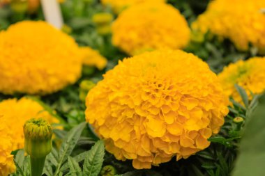 Bahçedeki kadife çiçeğinin yakın çekimi. Sarı kadife çiçekleri. Çiçek ve bitki.