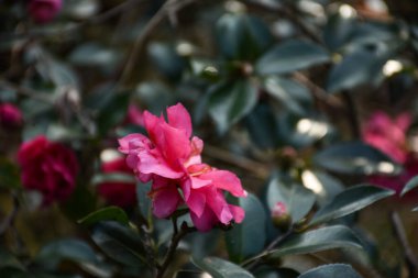 Bahçedeki Hibiscus rosa-sinensis 'in yan görüntüsü. Kırsal kesimde kırmızı yabani çiçek. Çiçek ve bitki.