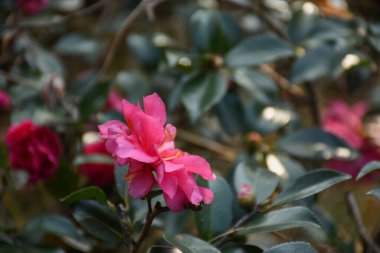 Bahçedeki Hibiscus rosa-sinensis 'in yan görüntüsü. Kırsal kesimde kırmızı yabani çiçek. Çiçek ve bitki.