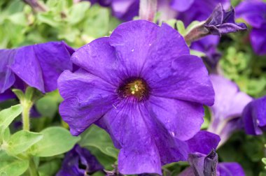 Bahçedeki Petunia Surfinia Violet 'in yakın çekimi. Mor çiçekler. Çiçek ve bitki.