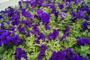 Bahçedeki Petunia Surfinia Violet 'in yakın çekimi. Mor çiçekler. Çiçek ve bitki.