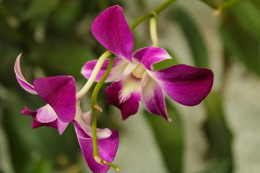 Aşçı Kasabası Orkidesi 'nin arka planında yeşil yapraklar olan yakın çekimi. Çiçek ve bitki.