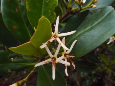 Kandelia Candel 'in kırsal kesimine yakın çekim. Bahçedeki yabani çiçekler. Çiçekler ve bitkiler.