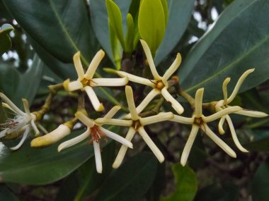Kandelia Candel 'in kırsal kesimine yakın çekim. Bahçedeki yabani çiçekler. Çiçekler ve bitkiler.
