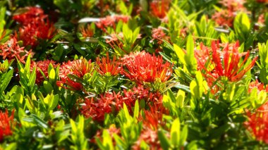 Bahçedeki yeşil yapraklı Çin ixora 'sına yakın çekim. Çiçek ve bitki.
