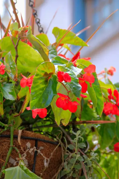 Close up of Begonia Dragon Wing Red in the basket. Red flowers for decoration. Flower and plant.