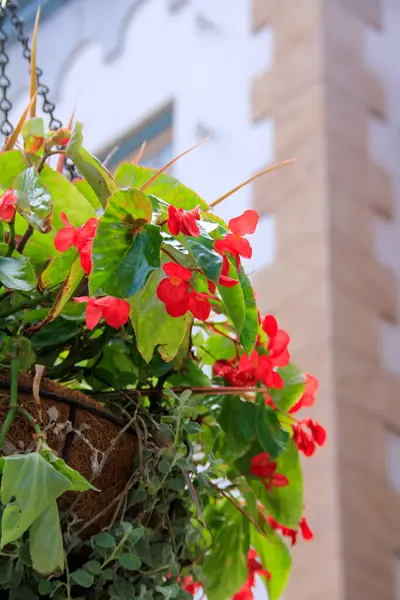 Close up of Begonia Dragon Wing Red in the basket. Red flowers for decoration. Flower and plant.