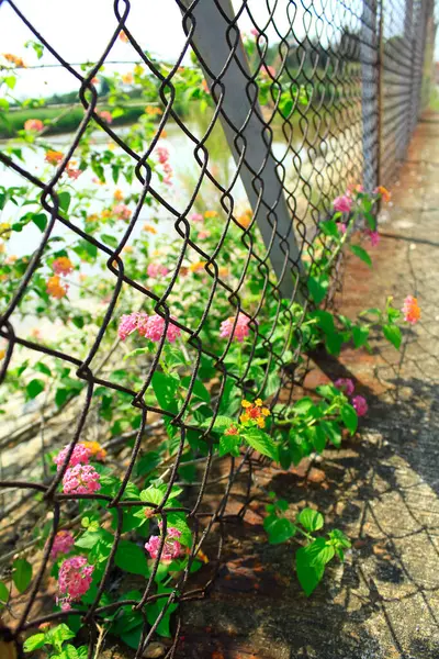 Wild flowers behind the fence in the rural. Flower and plant.